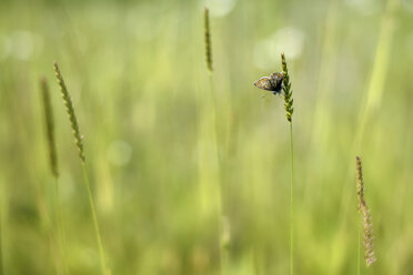 Brown argus, Aricia agestis, hanging on a blade of grass - MJOF000482