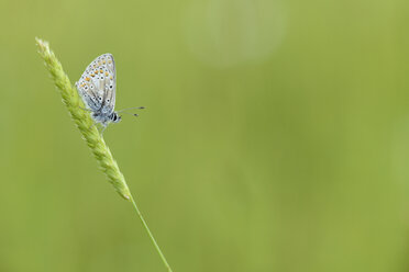 Brauner Argus, Aricia agestis, sitzt auf einem Grashalm - MJOF000483