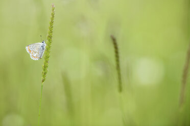 Brown argus, Aricia agestis, hanging on a blade of grass - MJOF000484