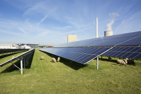 Germany, North Rhine-Westphalia, Petershagen, Petershagen-Lahde, Sheeps grazing on a field with solar panels. - HAWF000330