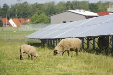 Germany, North Rhine-Westphalia, Petershagen, Petershagen-Lahde, Sheeps grazing on a field with solar panels. - HAWF000331