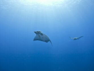 Portugal, Azores, Santa Maria, Atlantic Ocean, two Mobula rays - ZCF000109