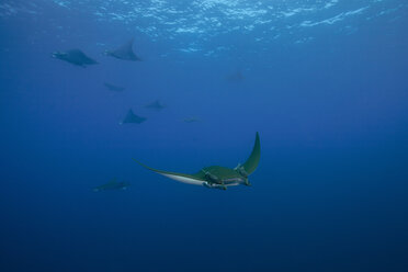 Portugal, Azores, Santa Maria, Atlantic Ocean, Mobula rays - ZCF000093