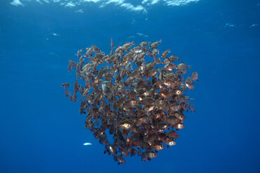 Portugal, Azores, Santa Maria, Atlantic Ocean, school of boarfish - ZCF000094