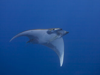 Portugal, Azoren, Santa Maria, Atlantischer Ozean, Mobula-Rochen - ZCF000110