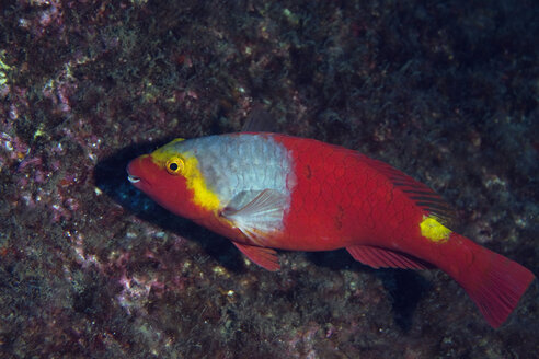 Portugal, Azoren, Santa Maria, Atlantik, Mittelmeer-Papageienfisch - ZCF000101