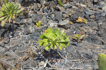 Spanien, Kanarische Inseln, Teneriffa, Aeonium undulatum - MABF000231