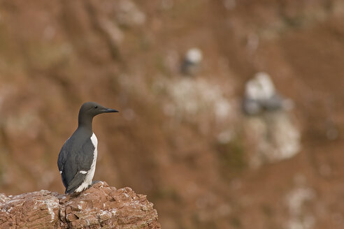 Germany, Helgoland, common murre on rock - HACF000145