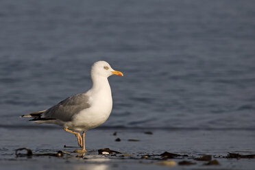 Deutschland, Helgoland, Heringsmöwe - HACF000146