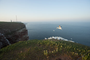 Deutschland, Helgoland, Basstölpelflug - HACF000148