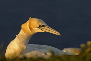 Germany, Helgoland, northern gannet - HACF000149