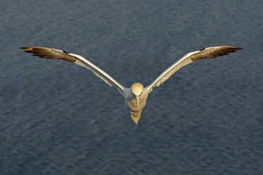 Deutschland, Helgoland, Basstölpelflug - HACF000151