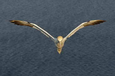 Germany, Helgoland, northern gannet flying - HACF000151