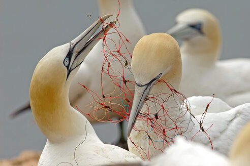 Germany, Helgoland, northern gannets tangled in fishing net - HACF000158