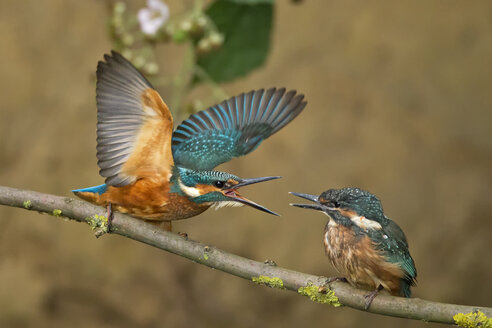 Germany, Lower Saxony, Common kingfishers, Alcedo atthis, on branch - HACF000162