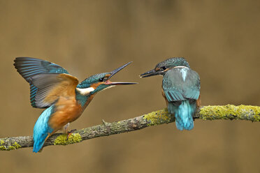 Deutschland, Niedersachsen, Eisvogel, Alcedo atthis, auf Ast - HACF000163