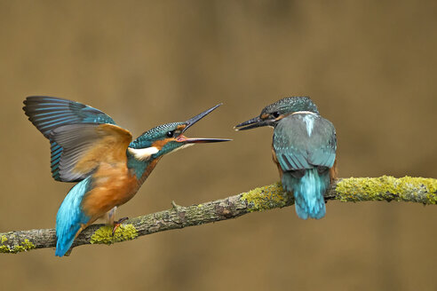 Germany, Lower Saxony, Common kingfishers, Alcedo atthis, on branch - HACF000163