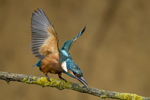 Deutschland, Niedersachsen, Eisvogel, Alcedo atthis, auf Ast, lizenzfreies Stockfoto