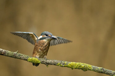 Deutschland, Niedersachsen, Eisvogel, Alcedo atthis, auf Ast - HACF000165