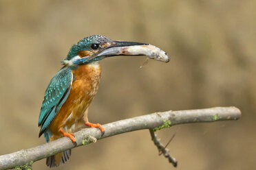 Deutschland, Niedersachsen, Eisvogel, Alcedo atthis, mit Fisch auf Ast - HACF000166