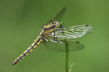 Black-tailed skimmer, Orthetrum cancellatum, in front of green background - MJOF000489