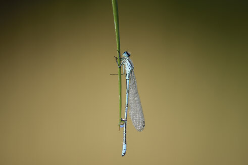 Azurblaue Libelle, Coenagrion puella, an einem Grashalm hängend, vor braunem Hintergrund - MJOF000490