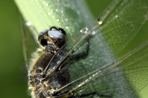 Seltener Ziseleur, Libellula fulva, Nahaufnahme, lizenzfreies Stockfoto