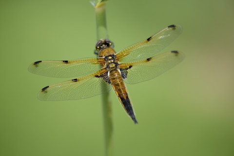 Vierfleckiger Ziseleur, Libellula quadrimaculata, vor einem grünen Hintergrund, lizenzfreies Stockfoto