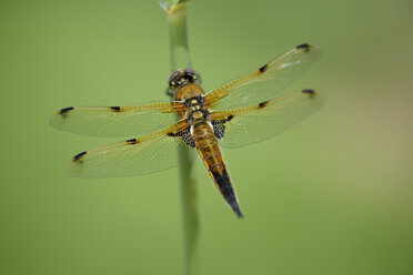 Four-spotted chaser, Libellula quadrimaculata, in front of green background - MJOF000492