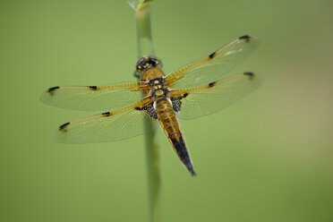 Vierfleckiger Ziseleur, Libellula quadrimaculata, vor einem grünen Hintergrund - MJOF000492