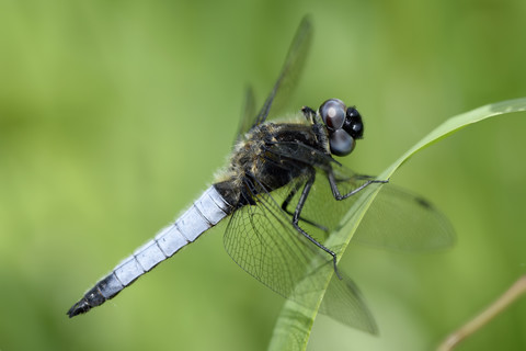 Scarce chaser, Libellula fulva, in front of green background stock photo