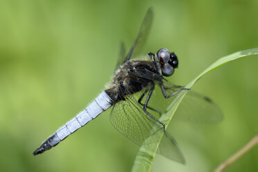 Seltener Ziseleur, Libellula fulva, vor grünem Hintergrund - MJOF000493