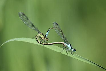 Zwei Blauschwanz-Azurjungfern, Ischnura elegans, vor grünem Hintergrund - MJOF000494