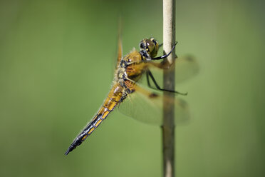 Vierfleckiger Ziseleur, Libellula quadrimaculata, vor einem grünen Hintergrund - MJOF000495