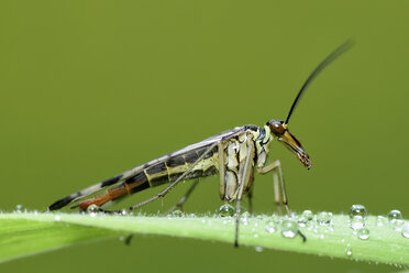 Skorpionfliege, Panorpa communis, sitzt auf einem Grashalm mit Tautropfen - MJOF000499