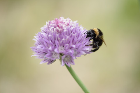 Hummel, Bombus, auf einer Blüte sitzend, lizenzfreies Stockfoto