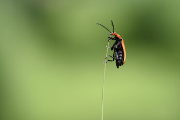 Kardinalkäfer, Pyrochroa serraticornis, hängt an einem Grashalm - MJOF000501