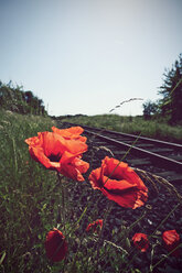 Deutschland, Nordrhein-Westfalen, Klatschmohn, Papaver rhoeas in Gleisnähe - HOH000888