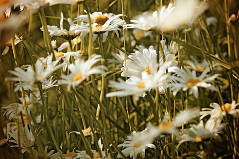 Deutschland, Nordrhein-Westfalen, Margeriten, Leucanthemum, im Abendlicht - HOHF000889