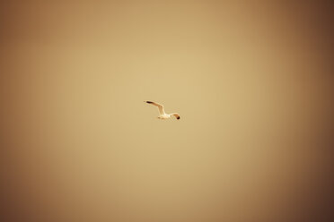 Germany, Hamburg, seagull in the sky - KRPF000541