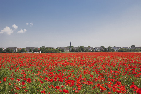 Germany, Cologne Widdersdorf, poppy field stock photo