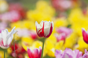 Germany, Cologne Widdersdorf, red-white tulip - GWF003574