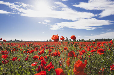 Germany, Cologne Widdersdorf, poppy field at sunlight - GWF003587