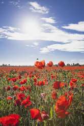 Germany, Cologne Widdersdorf, poppy field at sunlight - GWF003588