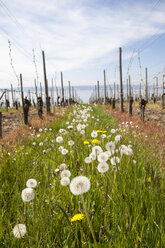 Deutschland, Baden Württemberg, Meersburg, Bodensee, Weinberg und Gemeiner Löwenzahn, Taraxacum officinale - WIF000813