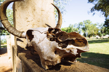 Australien, Westaustralien, Kuhschädel am Wilare Bridge Roadhouse - MBEF001059