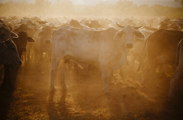 Australia, Western Australia, Australian cattle on a farm - MBEF001055