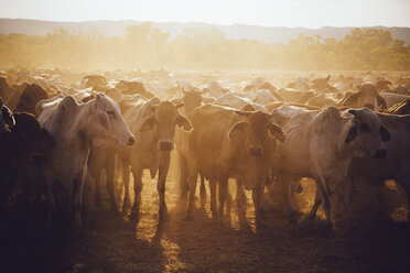 Australia, Western Australia, Australian cattle on a farm - MBEF001056