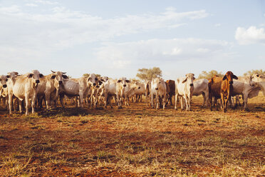 Australien, Westaustralien, Australische Rinder auf einer Farm - MBEF001060