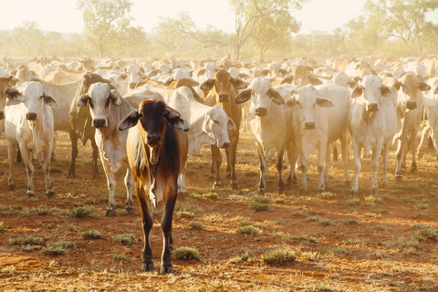 Australien, Westaustralien, Australische Rinder auf einer Farm, lizenzfreies Stockfoto